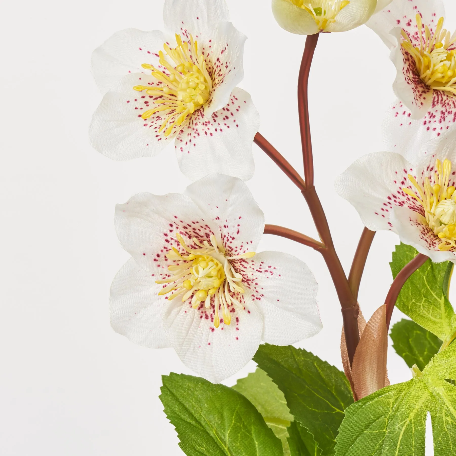 Cream Helleborus Blooms Faux Winter Spring Stem Floral Spray - 23"